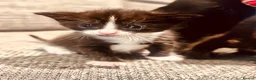 Domestic Shorthair cats for sale: Kittens for sale in Dunstable - Advert 7