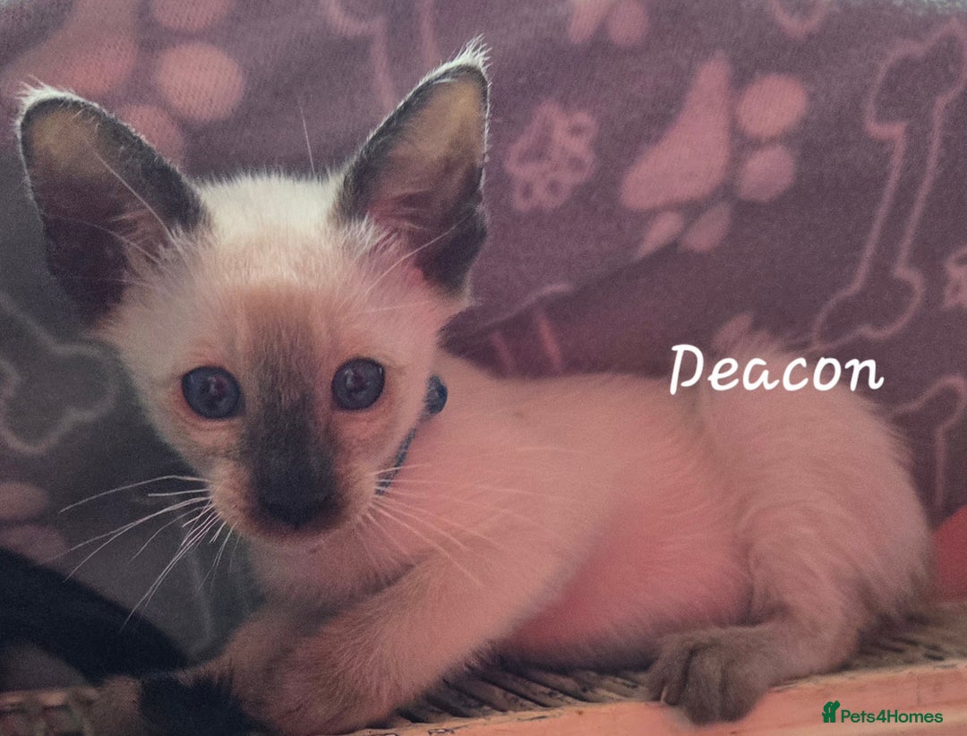 Oriental cats for sale: 8 supersoft GCCF registered Oriental kittens  - Image 34
