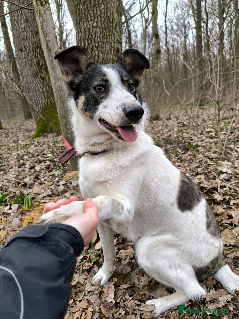 Mixed Breed dogs ❤️JULIA❤️THE PERFECT MIX OF FUN AND LOVE - Advert 1