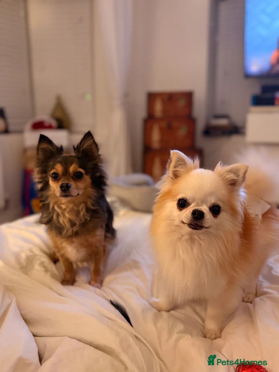 Chihuahua dogs for stud: Long haired Butterfly Male Chihuahua for STUD - Advert 3