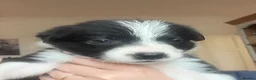 Mixed Breed dogs for sale: Bearded Collie x Border Collie Puppies - Advert 10
