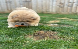 Chow Chow dogs for sale: Champion pedigree chow chow puppies in Northampton - Image 39