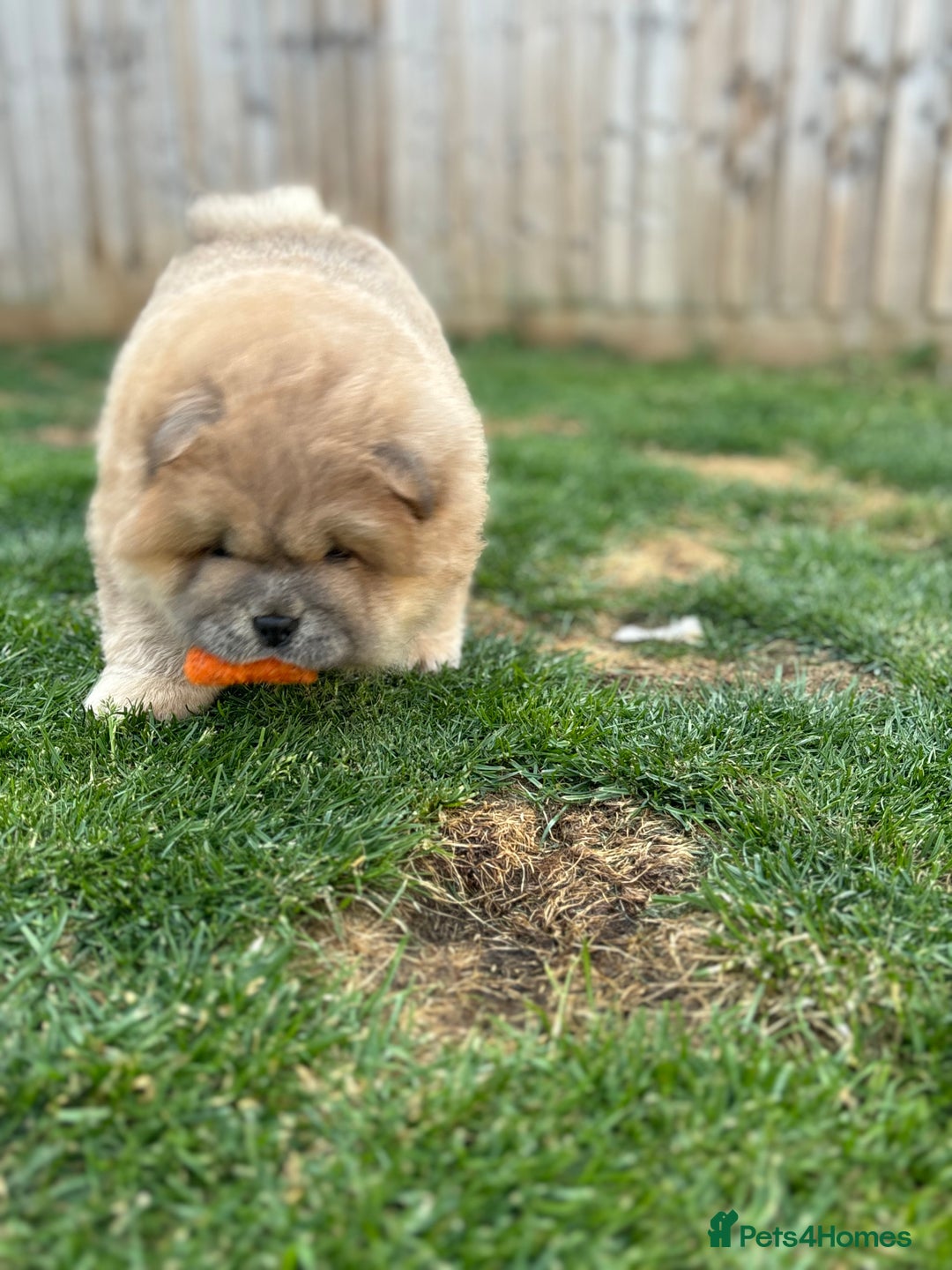 Chow Chow dogs for sale: Champion pedigree chow chow puppies in Northampton - Image 39