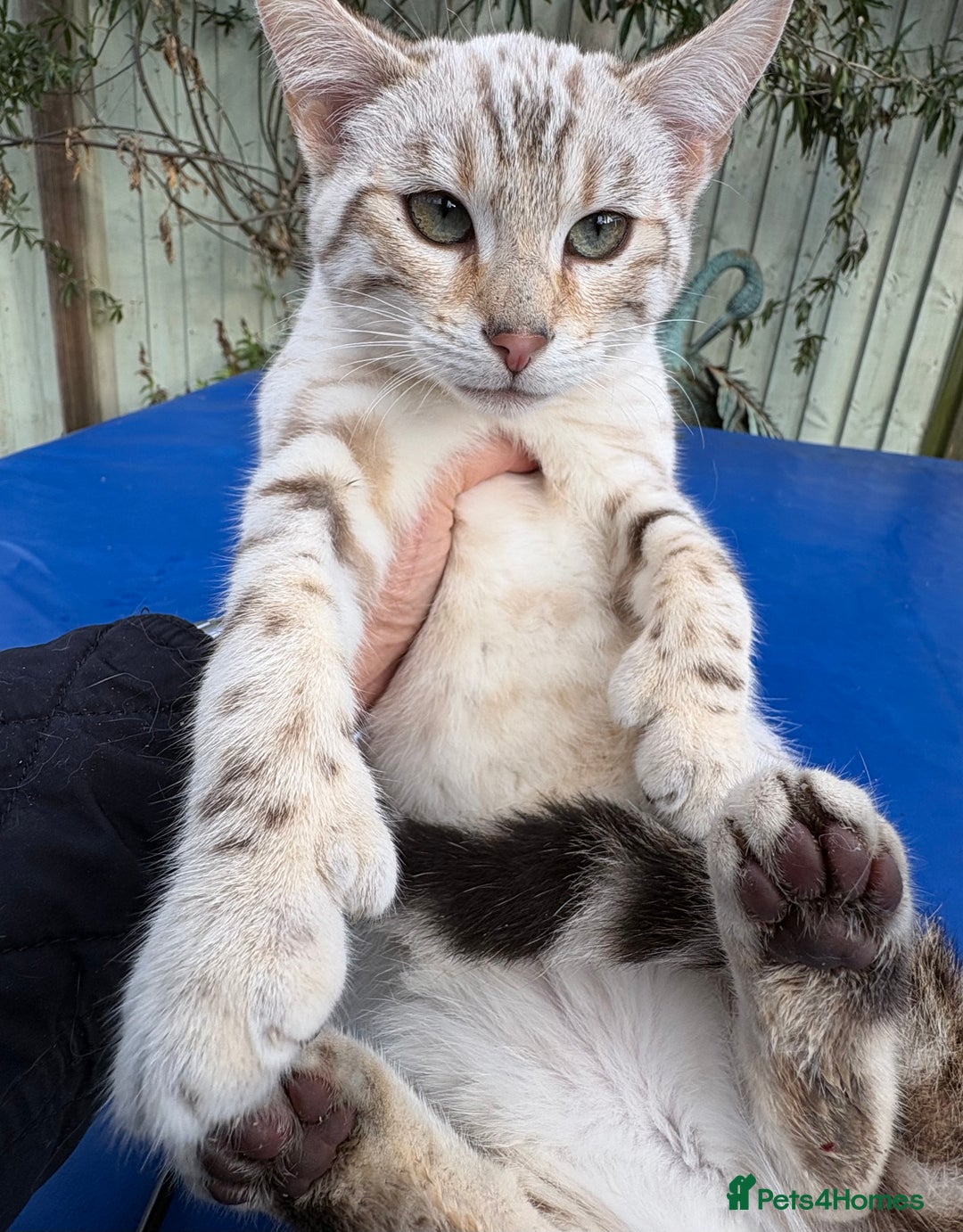 Keetso cats for sale: Superb polydactyl rosetted girl  - Advert 9