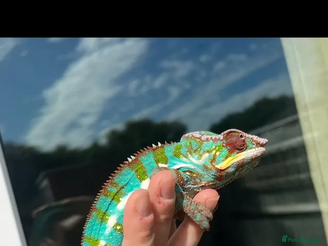 Chameleon reptiles Nosy Be Panther Chameleon And Full Set Up - Advert 1
