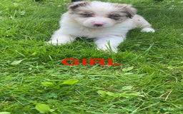 Mixed Breed dogs for sale: Border collie/Welsh collie puppies for sale - Image 2