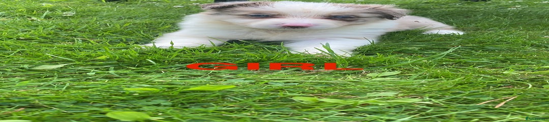Mixed Breed Puppy 1