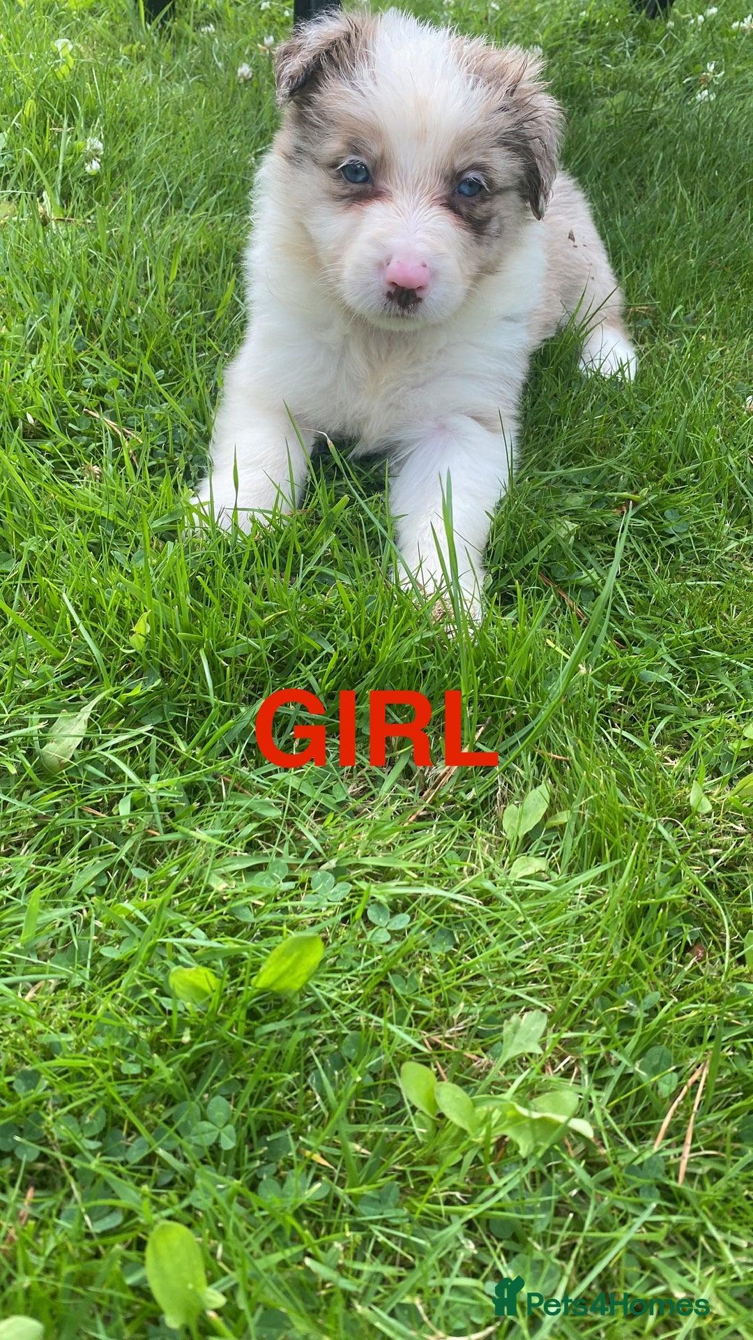 Mixed Breed dogs for sale: Border collie/Welsh collie puppies for sale - Image 2