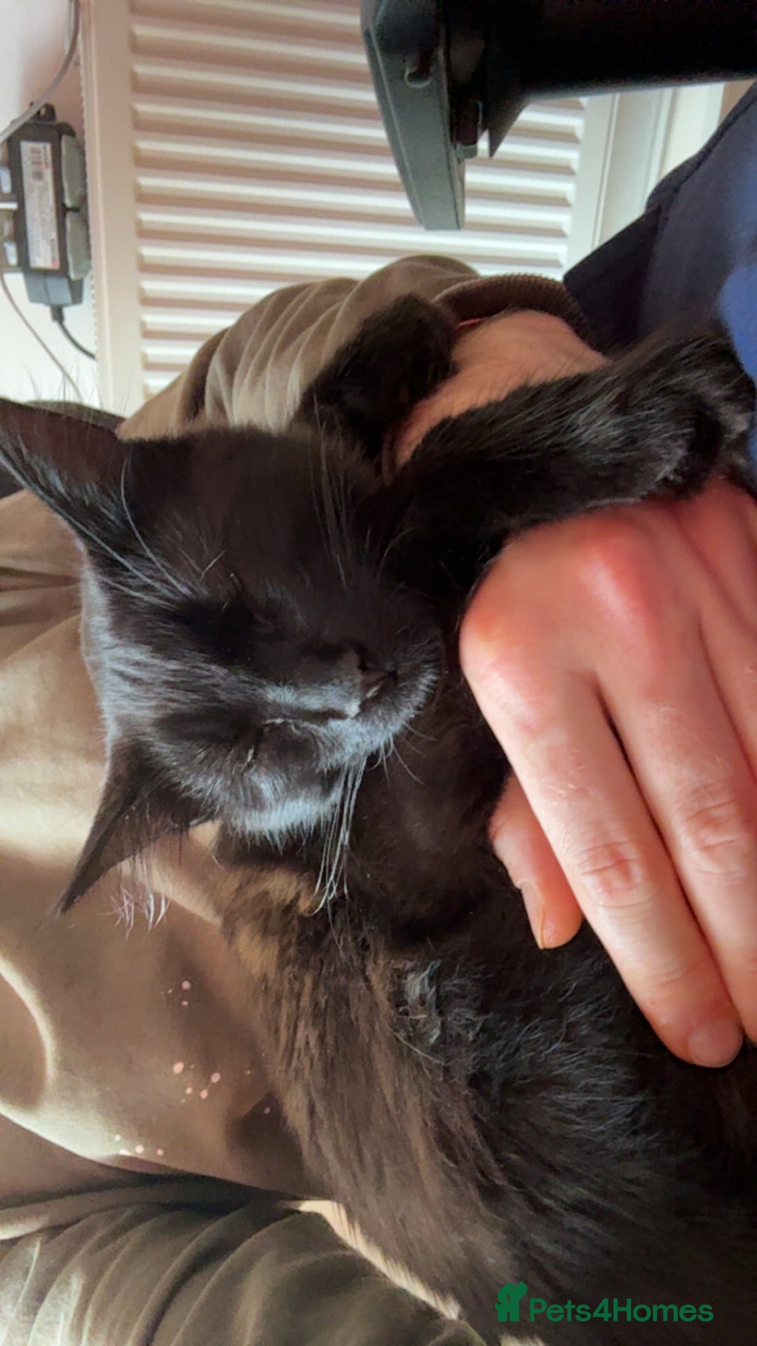 Mixed Breed cats for sale: 7 month old brother & sister looking for new home - Advert 26