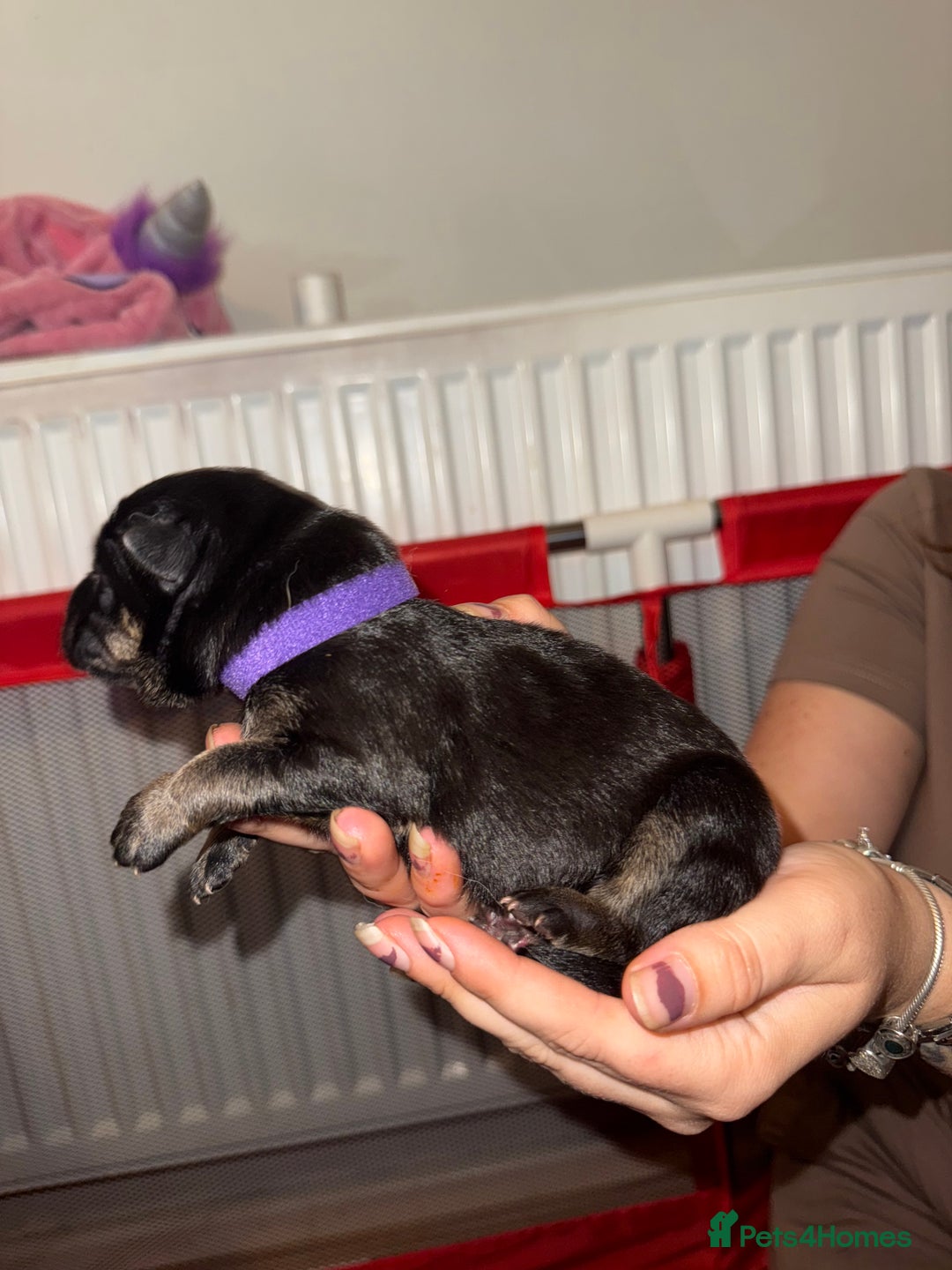 German Shepherd dogs for sale: German shepard  pups  - Image 6