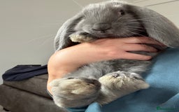 French Lop rabbits for sale: Stunning French lops available   - Image 2