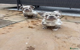 French Bulldog dogs for sale: *Fluffy Merle French Bulldog Pups* - Image 13