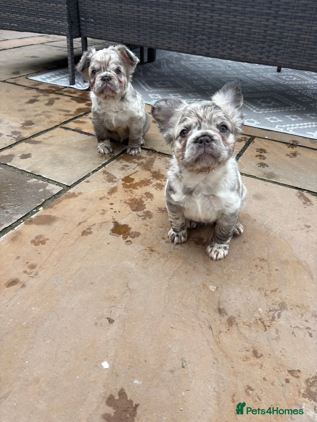 French Bulldog dogs for sale: *Fluffy Merle French Bulldog Pups* - Image 13