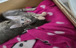 Mixed Breed cats for sale: 5 beautiful kittens looking for their forever home - Image 6