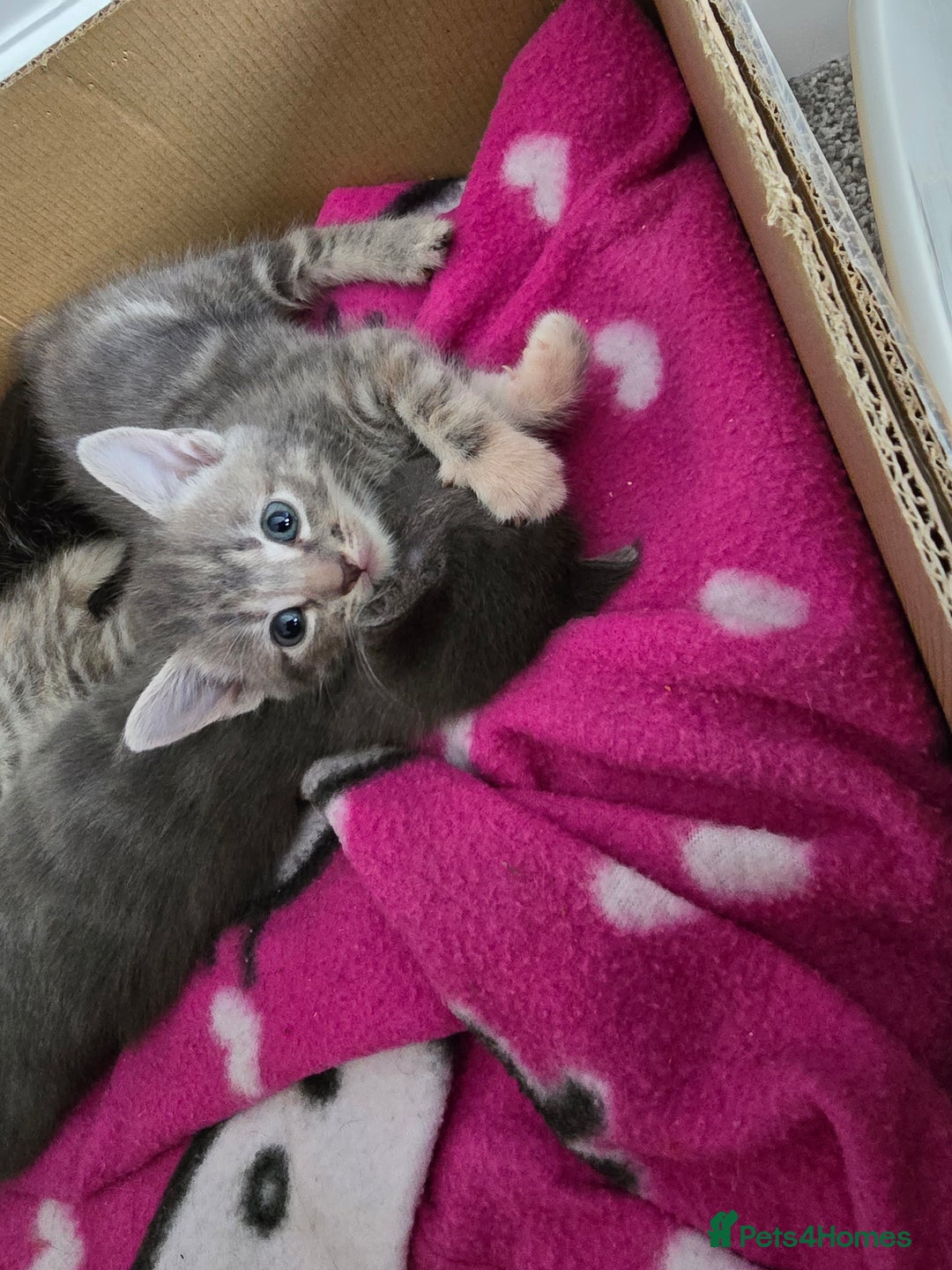 Mixed Breed cats for sale: 5 beautiful kittens looking for their forever home - Image 6