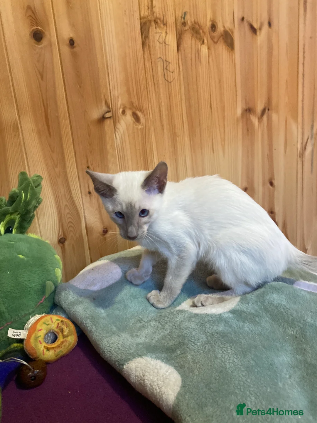 Oriental cats for sale: Oriental boy kittens - Advert 20