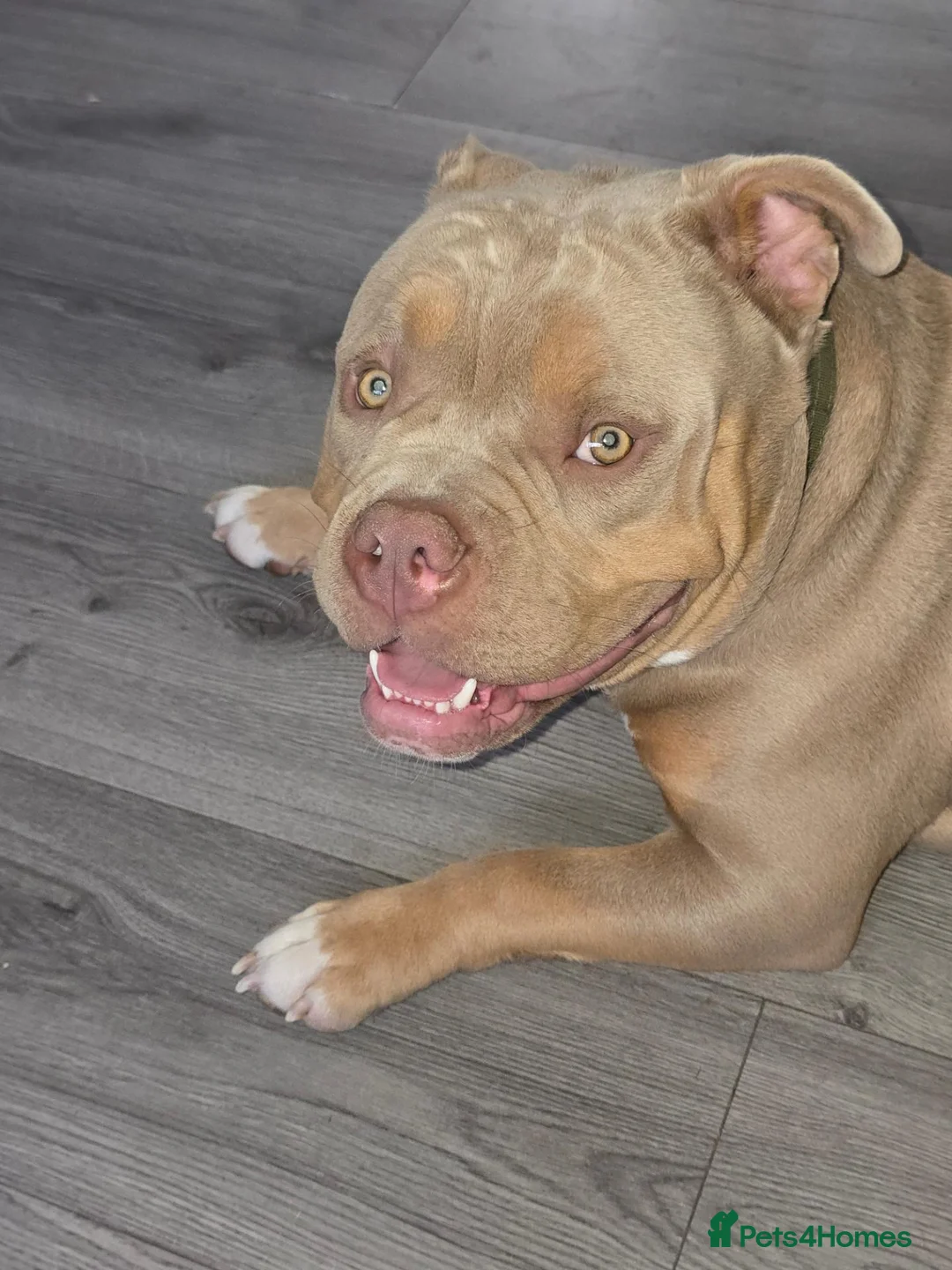 American Bully dogs for sale: Pocket bully For sale through no fault of his own in Doncaster - Advert 5