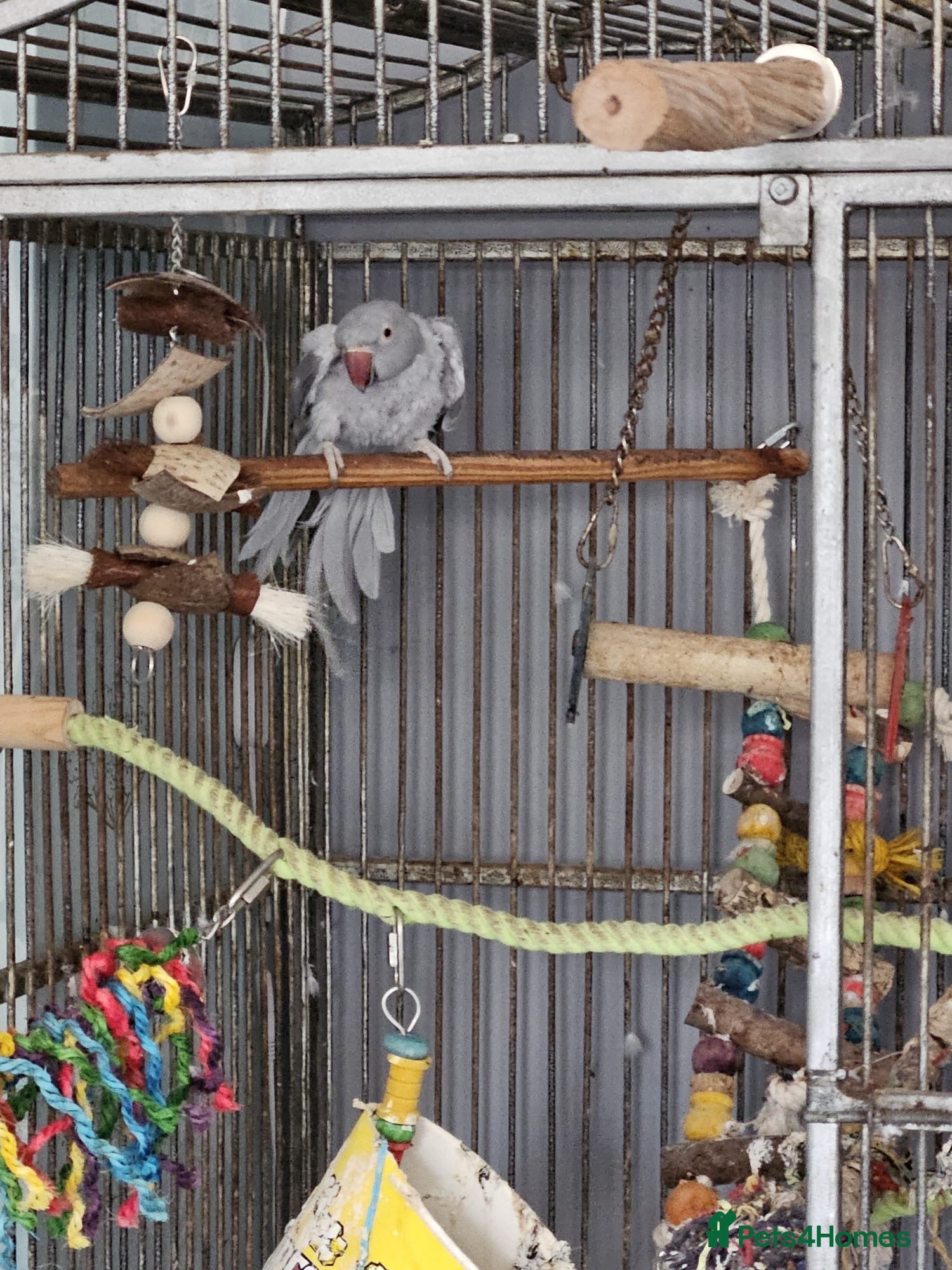 Parrots birds Indie - Advert 1