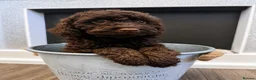 Cockapoo dogs for sale: Last Puppy remaining ❤️ f3 cockapoo puppies 🐾 - Advert 4