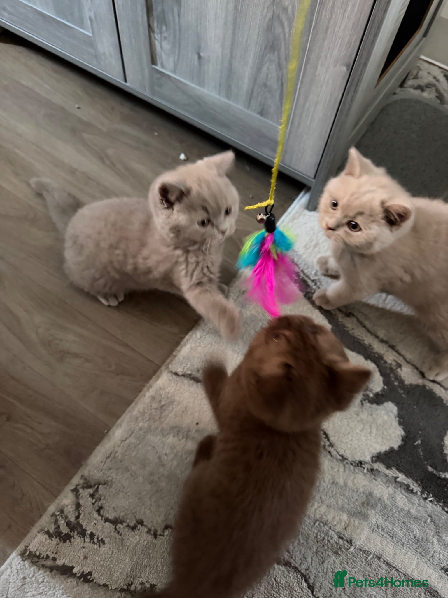 British Shorthair cats 3 gorgeous boys tica reg - Advert 1