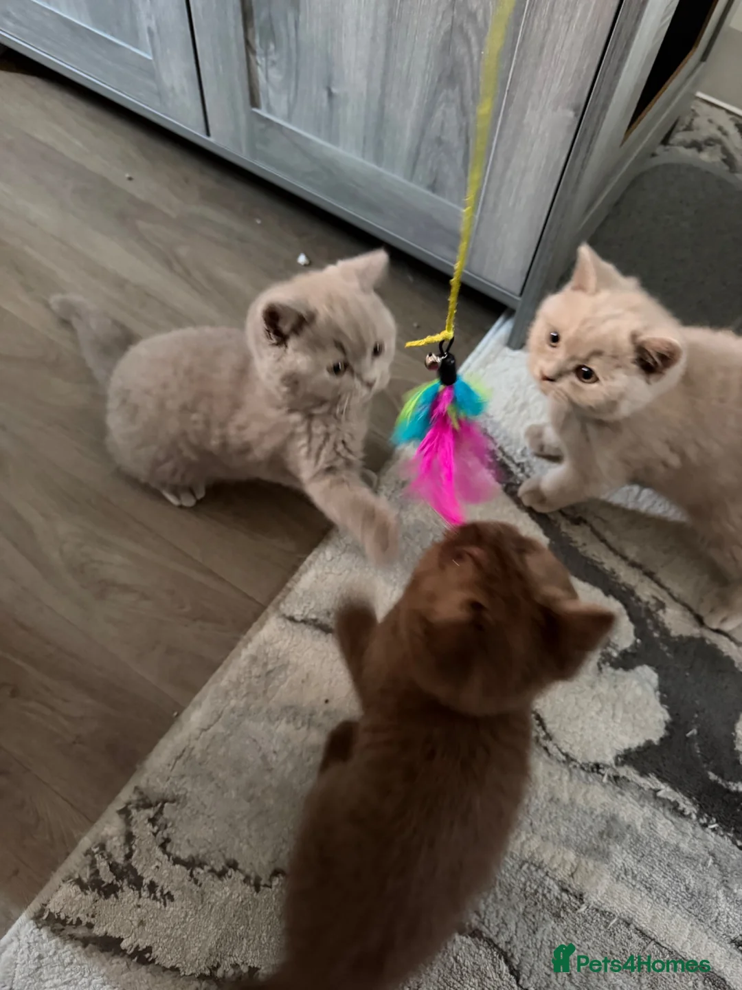 British Shorthair cats for sale: 3 gorgeous boys tica reg - Advert 1