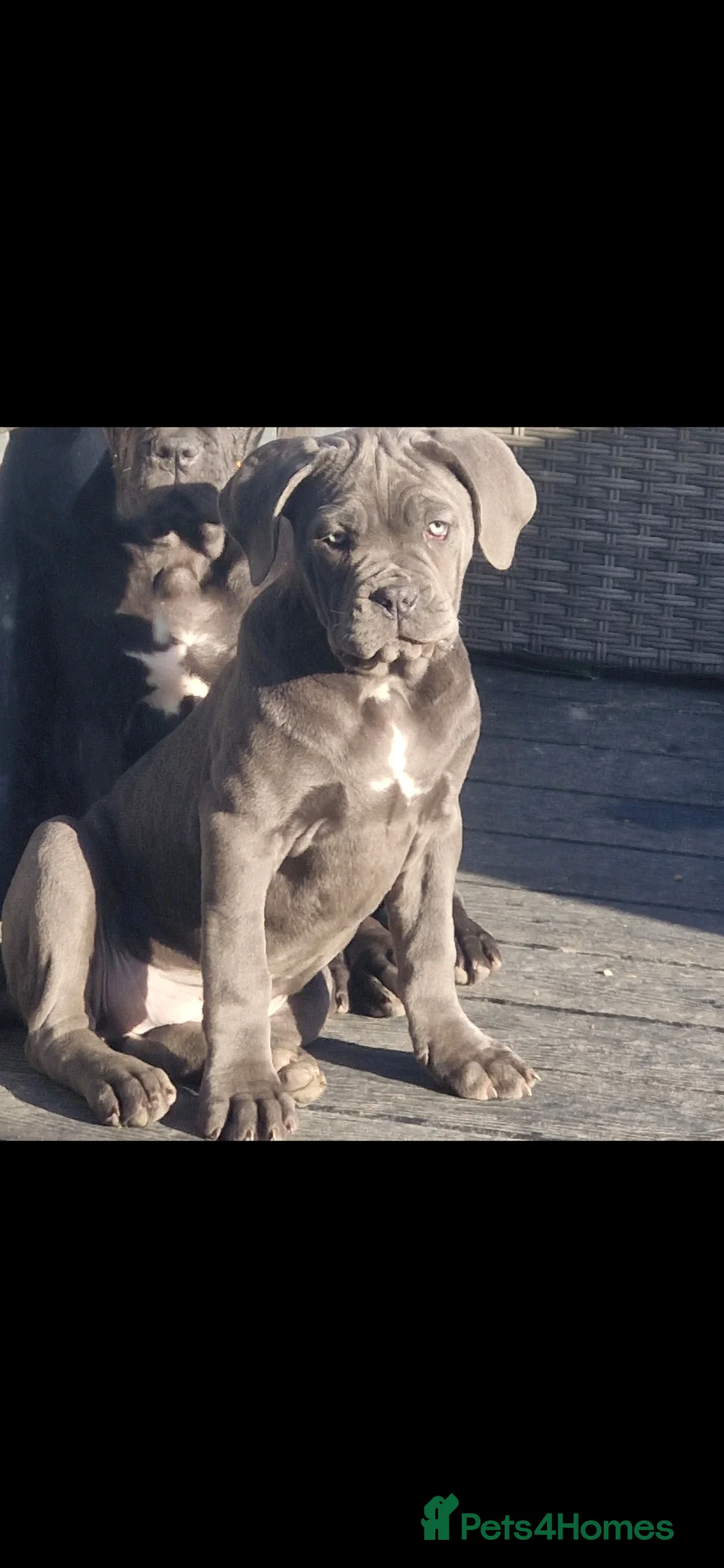 Cane Corso dogs for sale: EXCEPTIONAL PEDIGREE!! ONE BLUE GIRL AVAILABLE!! - Advert 4