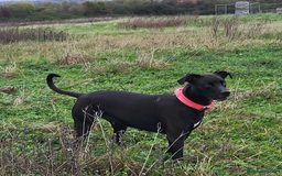 Mixed Breed dogs for sale: Alaunt type dogs - Advert 4