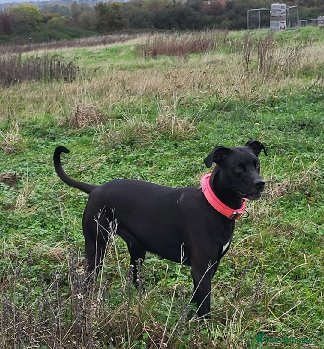 Mixed Breed dogs for sale: Alaunt type dogs - Advert 4