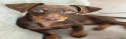 Dachshund dogs for sale: 5 beautiful pups in Pershore - Advert 11