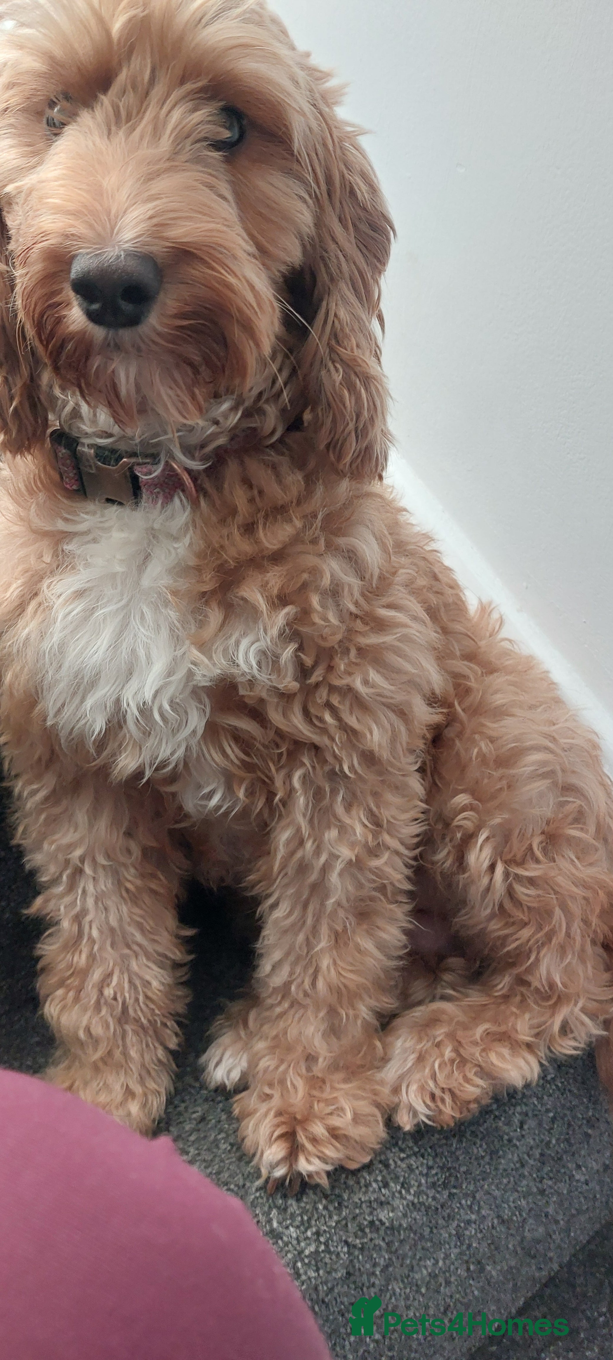 Cockapoo dogs Cockapoo pups for sale  - Advert 5