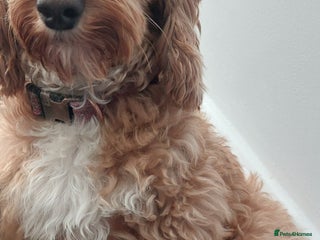 Cockapoo dogs Cockapoo pups for sale - Advert 2