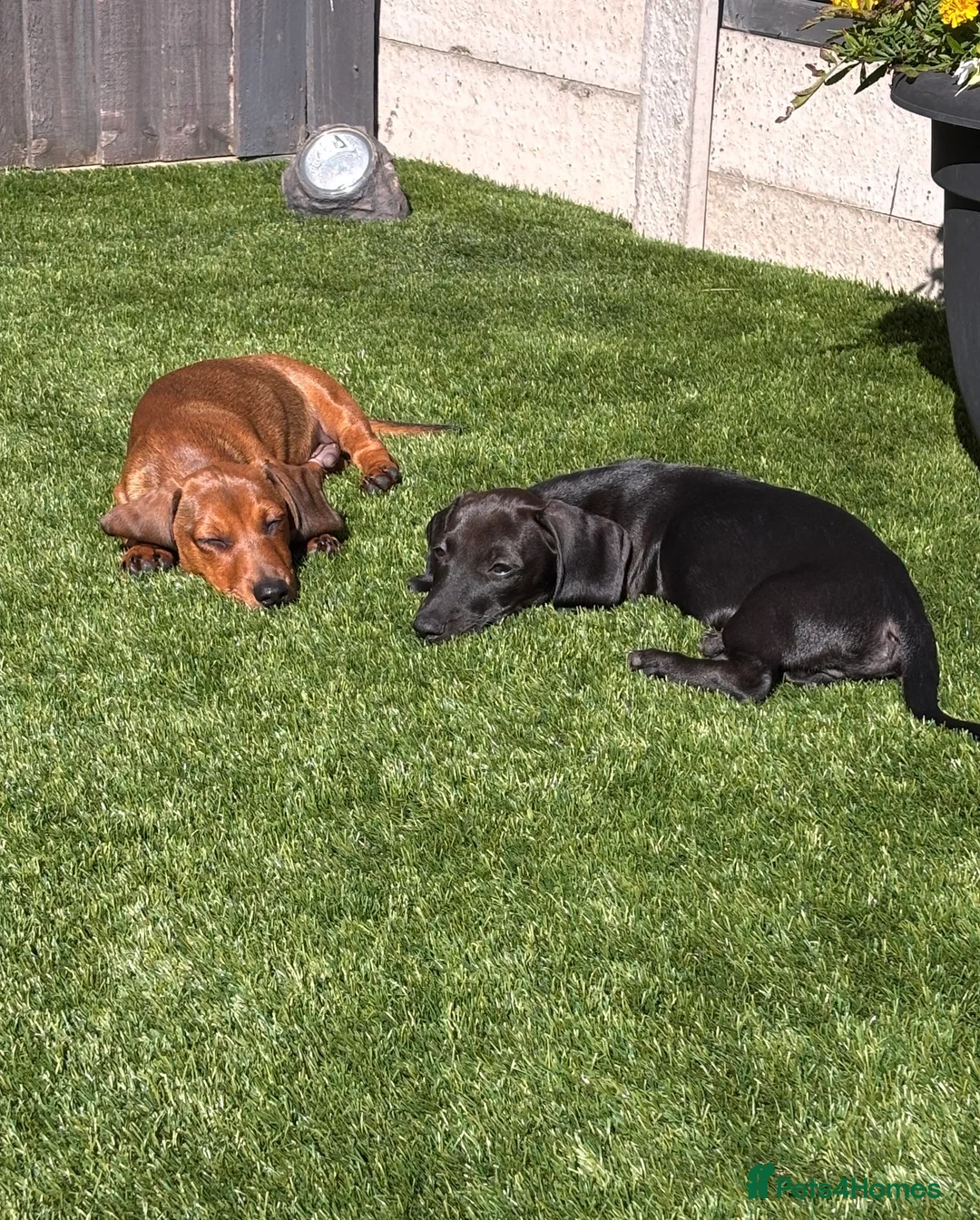 Miniature Dachshund dogs for stud: 💙 STUNNING SOLID BLACK MINIATURE STUD BOY💙 in Leicester - Advert 15