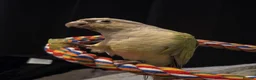 Conures birds for sale: Green cheeked conure (mint) in Jarrow - Advert 1