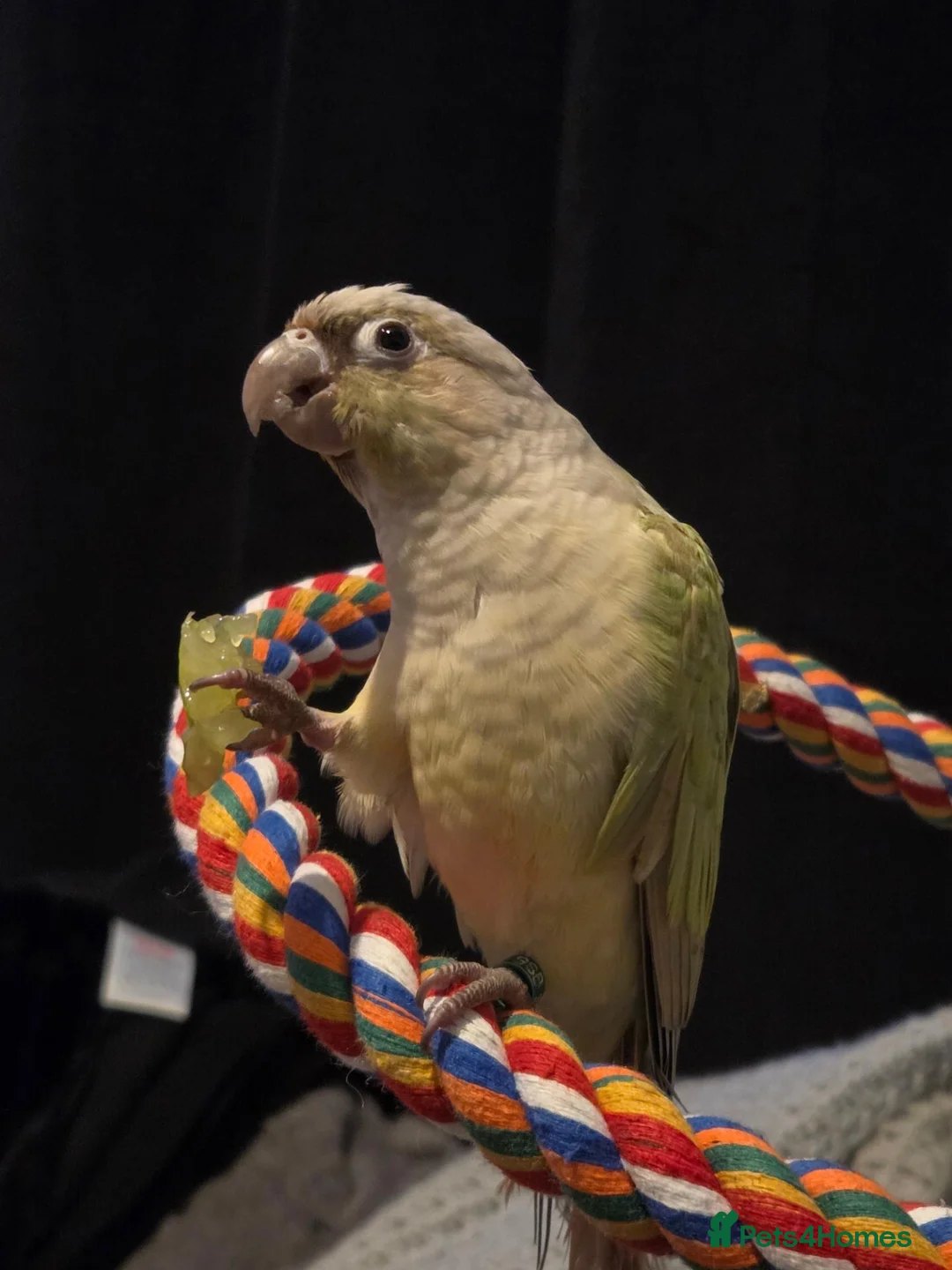 Conures birds for sale: Green cheeked conure (mint) in Jarrow - Advert 1