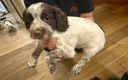 Sprocker dogs for sale: Sprocker puppies  - Image 12