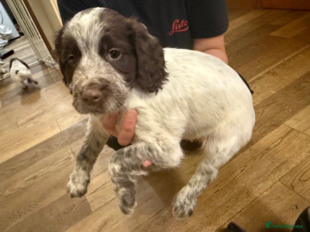 Sprocker dogs for sale: Sprocker puppies  - Image 12