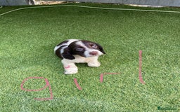 Cocker Spaniel dogs for sale: Cocker spaniels  - Image 1