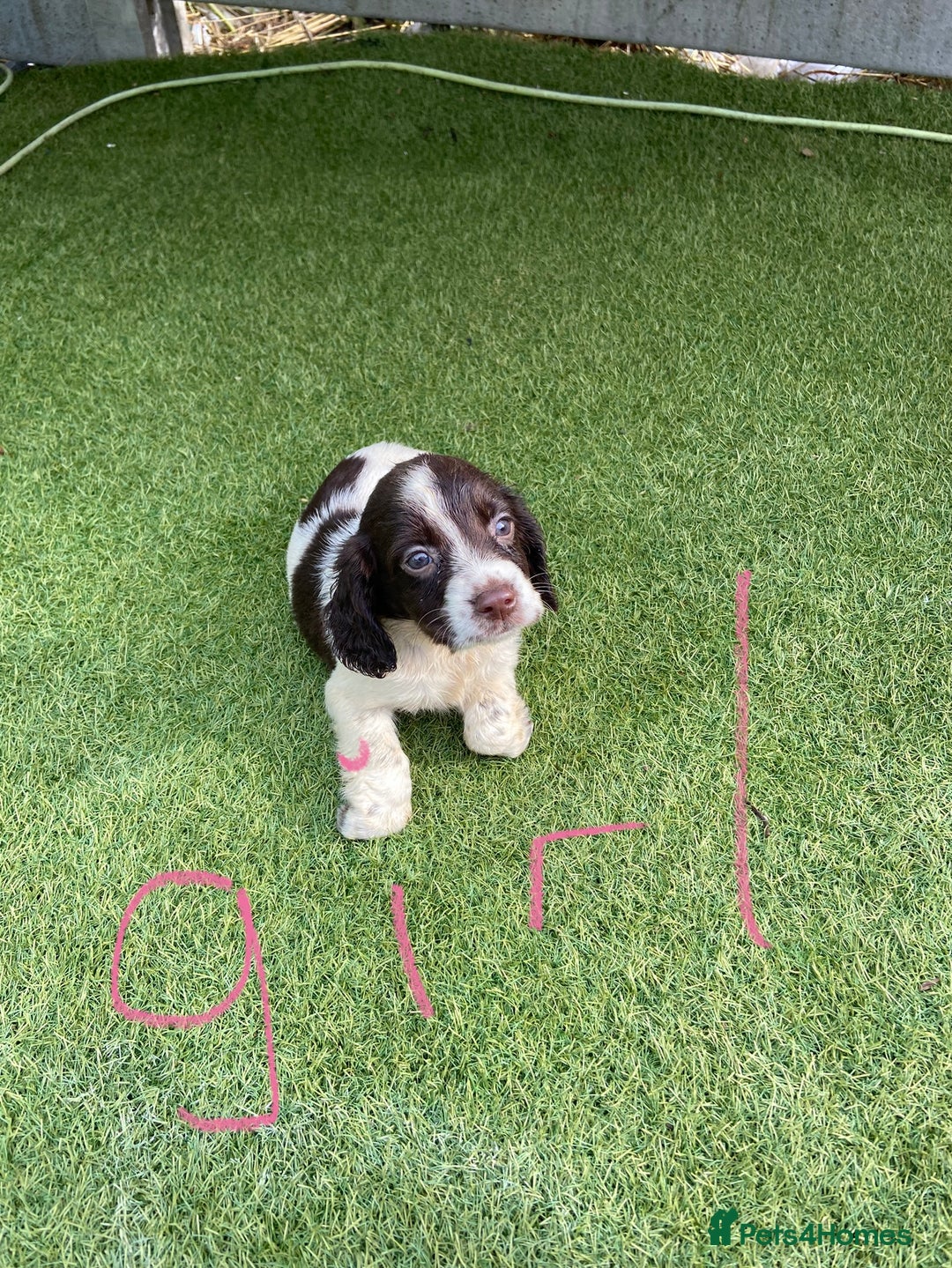 Cocker Spaniel dogs for sale: Cocker spaniels  - Image 1