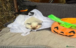 Guinea Pig rodents for sale: Guinea pigs  - Image 5