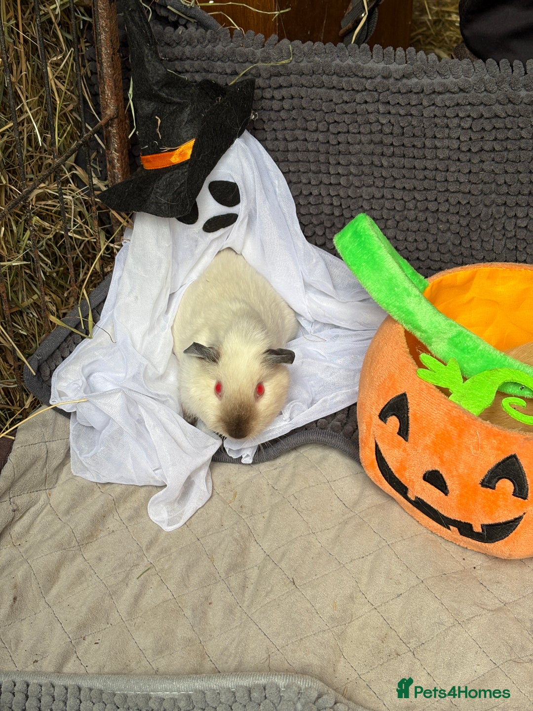 Guinea Pig rodents for sale: Guinea pigs  - Image 5