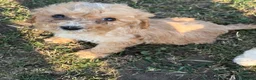 Cockapoo dogs for sale: Beautiful litter of F2 Cockapoo puppies  - Advert 8