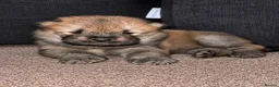 Chow Chow dogs for sale: Beautiful Chow Chow puppies  in Warrington - Advert 4