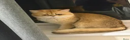 British Shorthair cats for stud: Purebred British Golden Cats - Advert 12