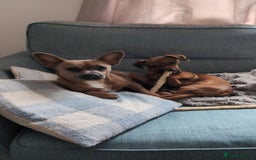 Mixed Breed dogs for sale: Cross breed puppies - Image 3