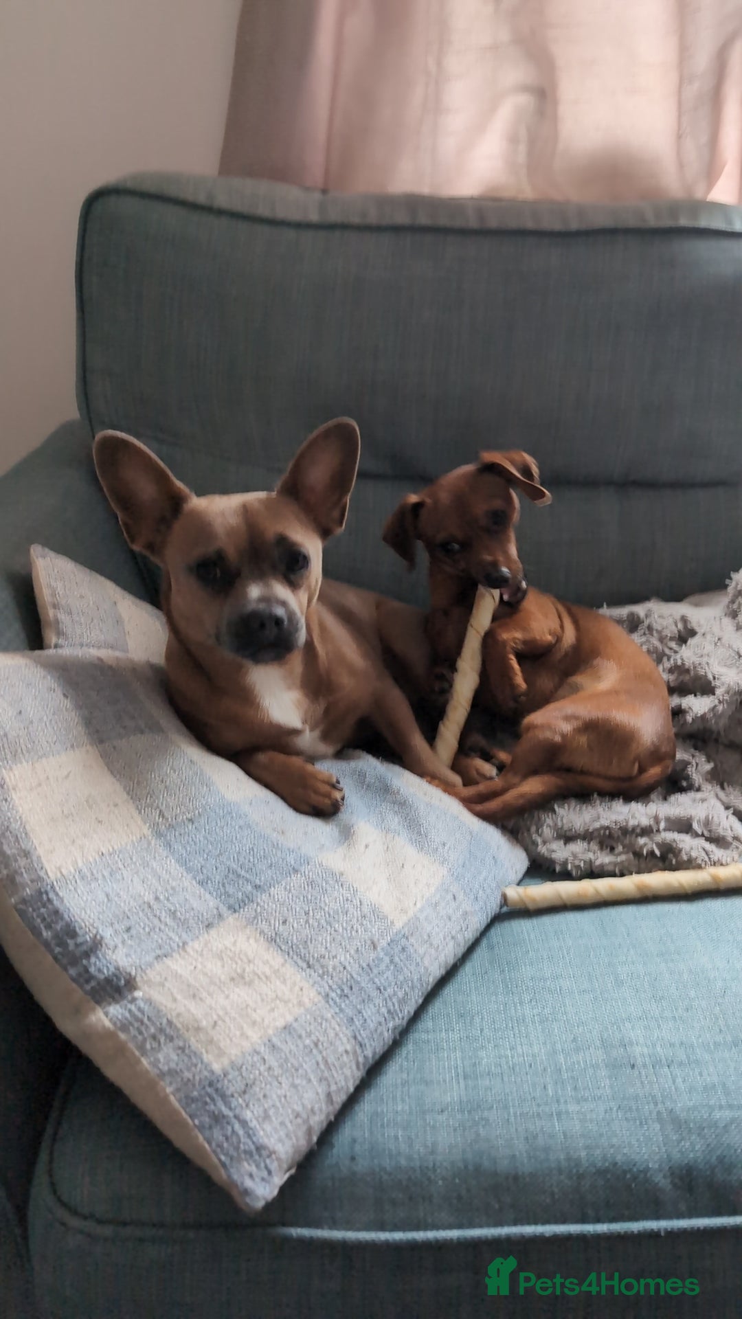 Mixed Breed dogs for sale: Cross breed puppies - Image 3