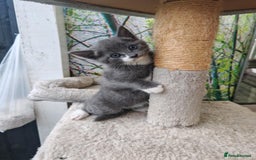 Mixed Breed cats for sale: 6 lovely brothers looking for new home - Image 6