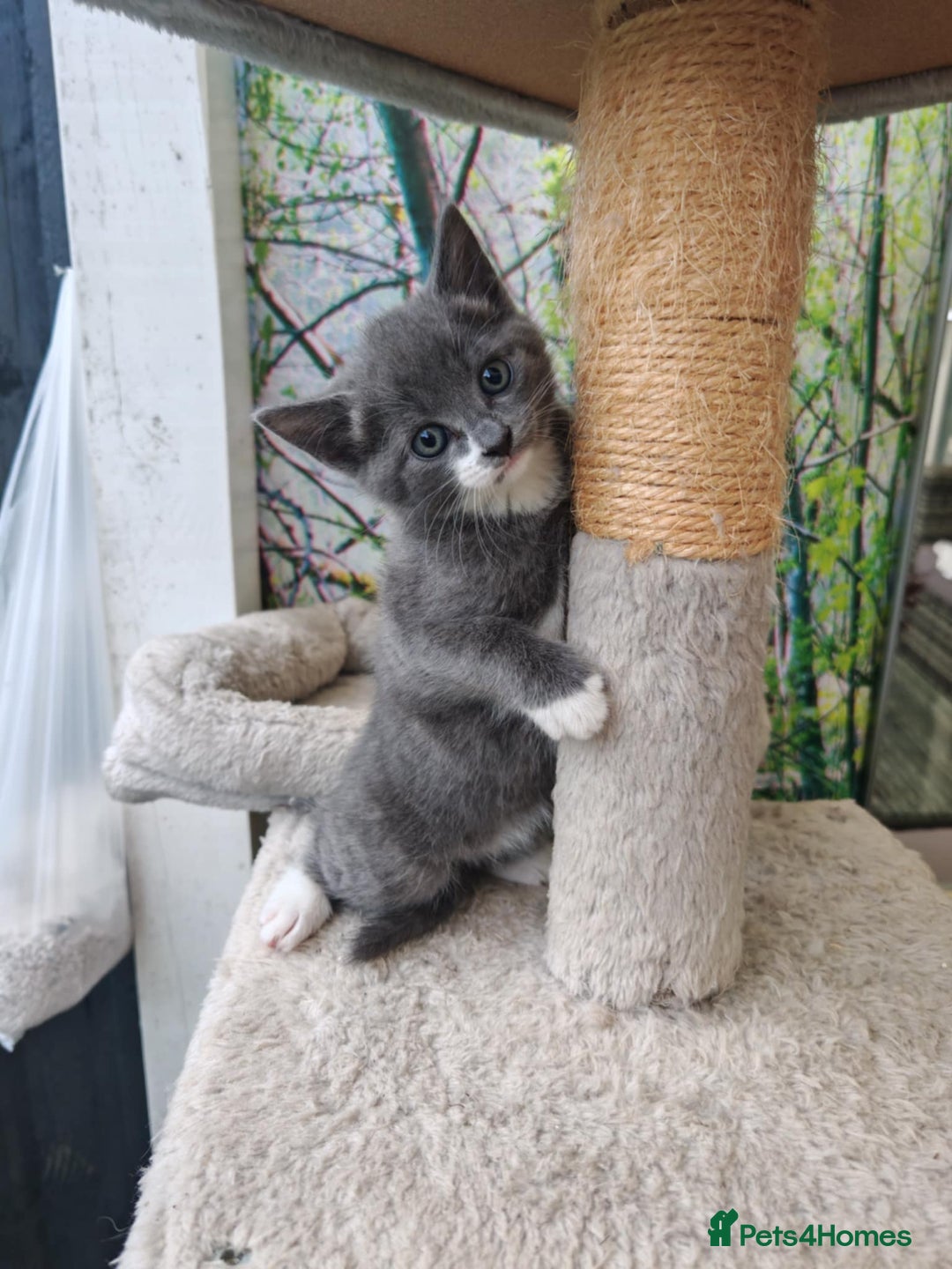 Mixed Breed cats for sale: 6 lovely brothers looking for new home - Image 6