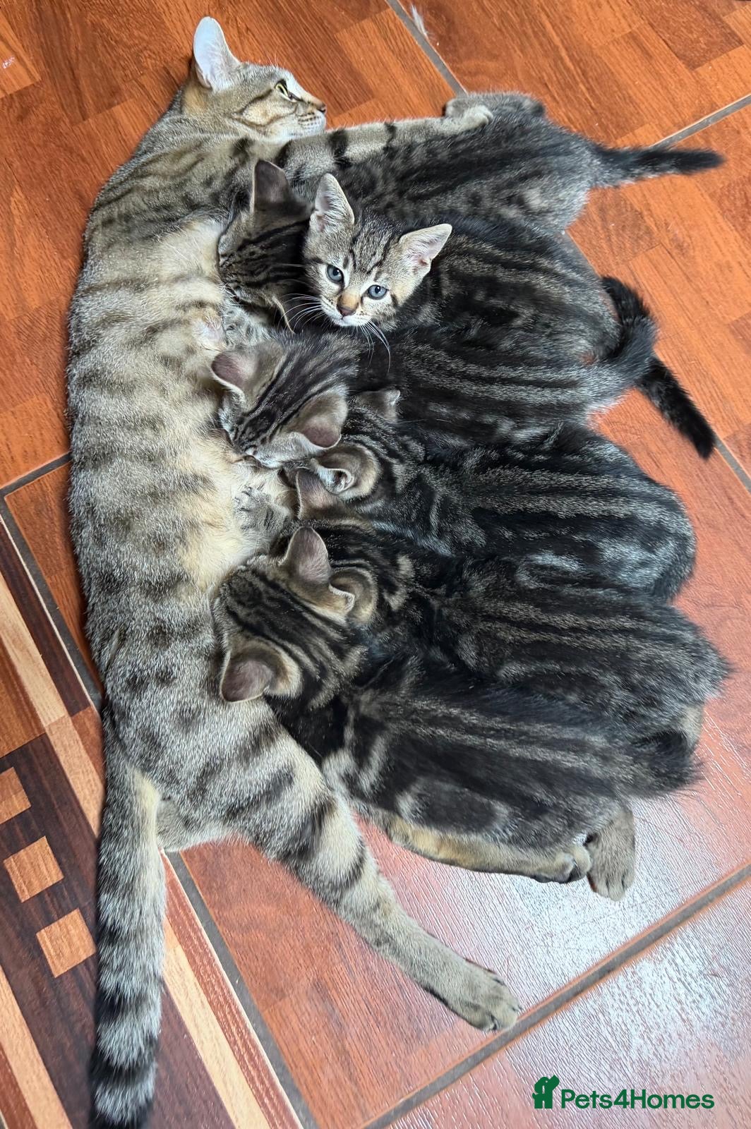 Mixed Breed cats for sale: Beautiful kittens available  - Advert 5
