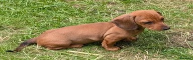 Black Tail