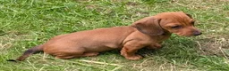 Dachshund dogs for sale: Gorgeous sausage dog puppies  - Advert 8